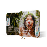 Wedding Cake Auto | Cannabissamen von Azarius