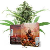 AK-47 Auto | Cannabissamen von Azarius