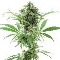 AK-47 Auto | Cannabissamen von Azarius