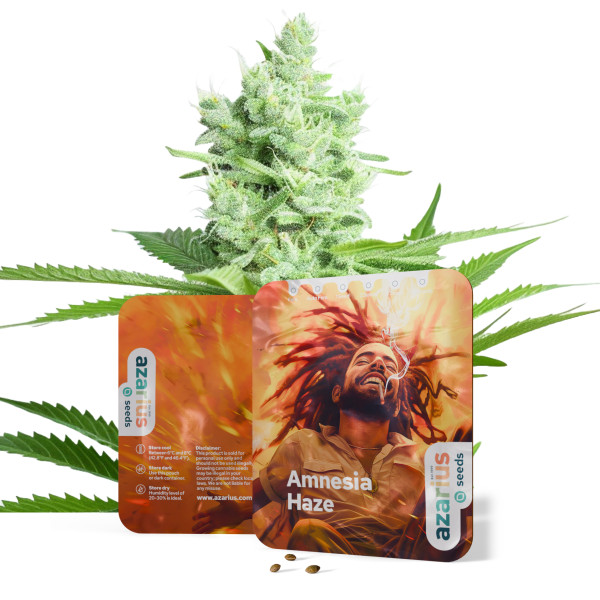 Amnesia Haze – Cannabissamen von Azarius Seeds