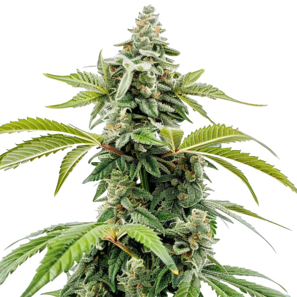 Apple Fritter Auto
