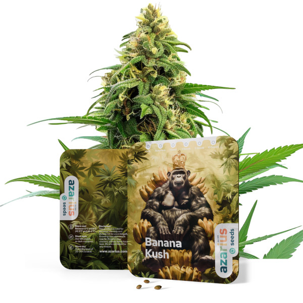 Banana Kush – Cannabissamen von Azarius Seeds