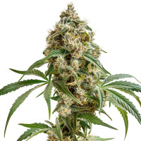 Biscotti Auto | Cannabissamen von Azarius