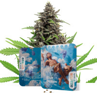 Blue Dream Auto | Cannabissamen von Azarius
