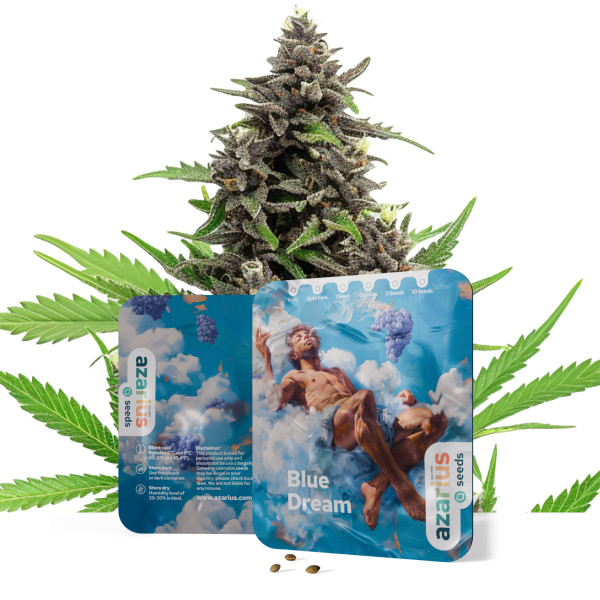 Blue Dream Auto | Cannabissamen von Azarius