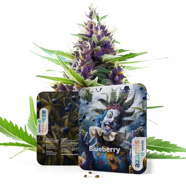Blueberry - Cannabissamen von Azarius Seeds
