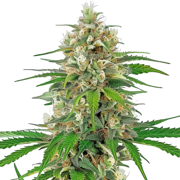 Bruce Banner