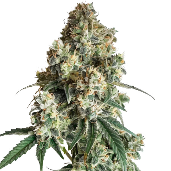 Cereal Milk Auto