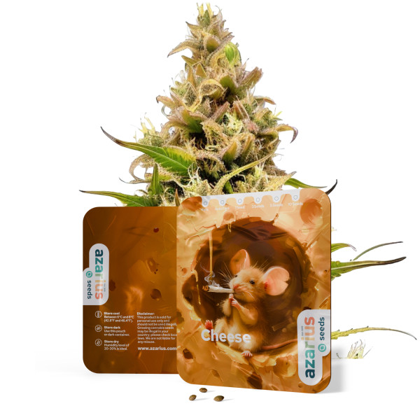 Cheese | Cannabissamen von Azarius
