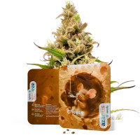 Cheese Auto | Cannabissamen von Azarius