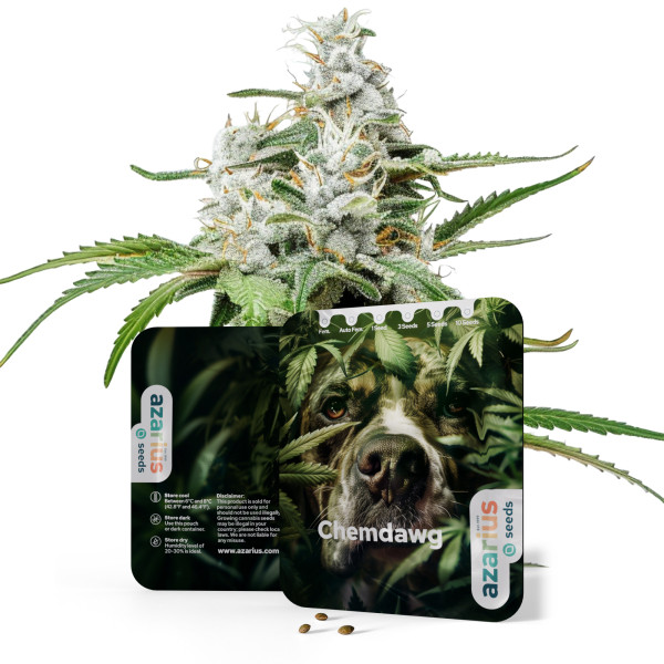 Chemdawg | Cannabissamen von Azarius
