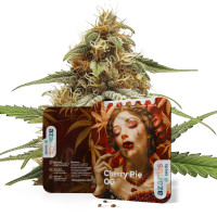 Cherry Pie OG Auto | Cannabissamen von Azarius