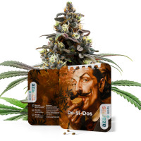 Do-Si-Dos | Cannabissamen von Azarius