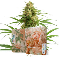 Gelato Auto | Cannabissamen von Azarius