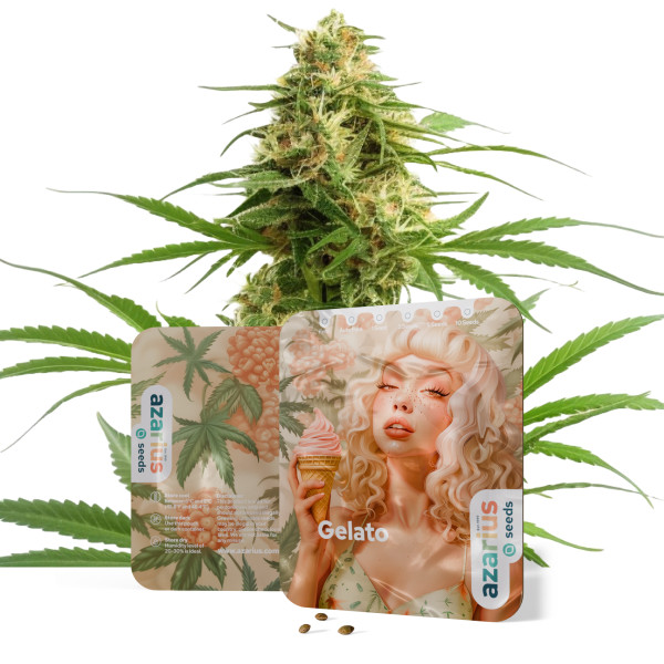 Gelato Auto | Cannabissamen von Azarius