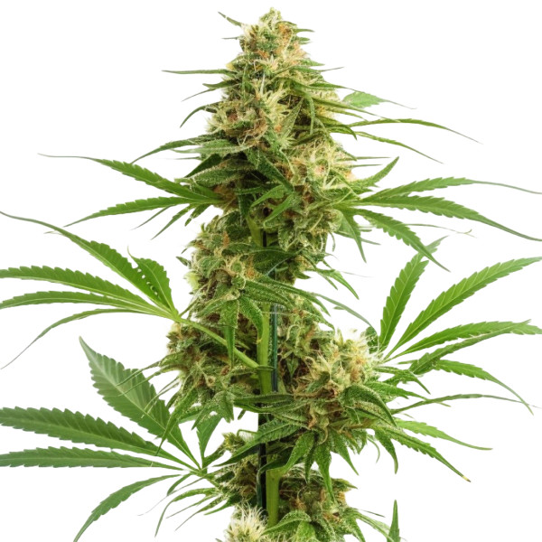 Gelato