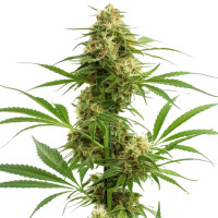 Gelato Auto | Cannabissamen von Azarius