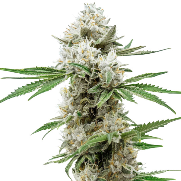 GG4