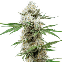GG4 Auto | Cannabissamen von Azarius