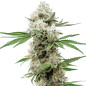 GG4 Auto GG4 Auto