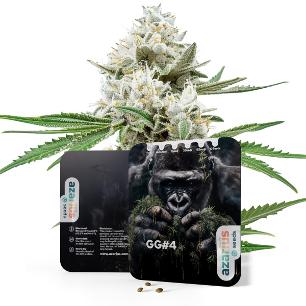 GG4 | Cannabissamen von Azarius