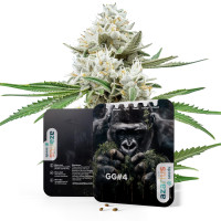 GG4 Auto | Cannabissamen von Azarius