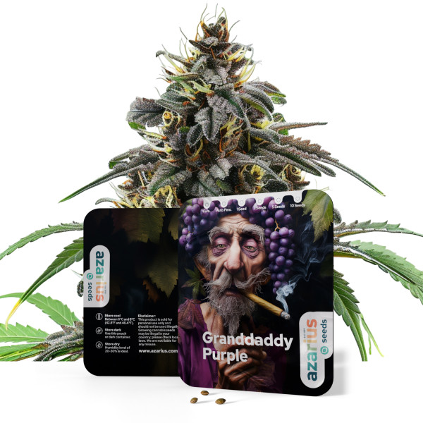 Granddaddy Purple | Cannabissamen von Azarius