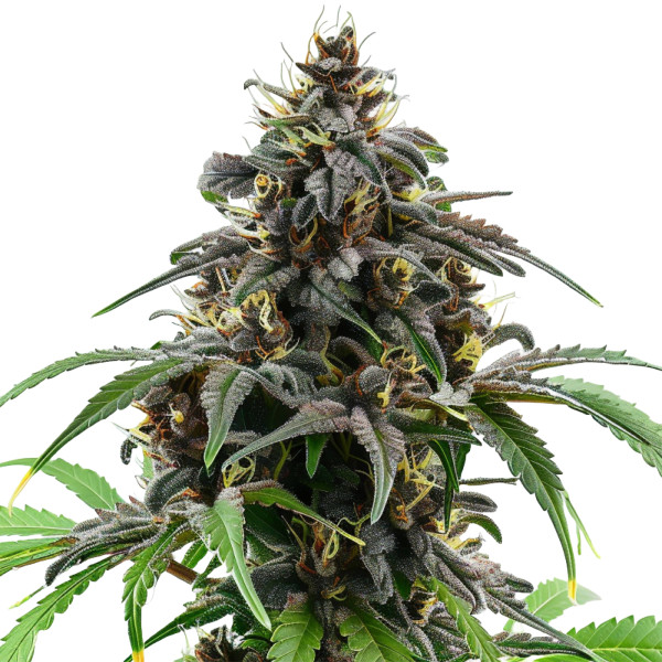Granddaddy Purple