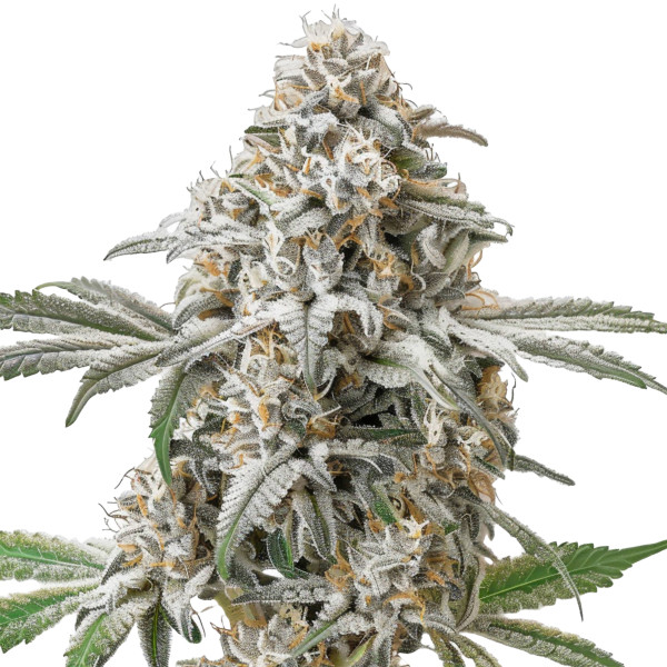 Green Crack