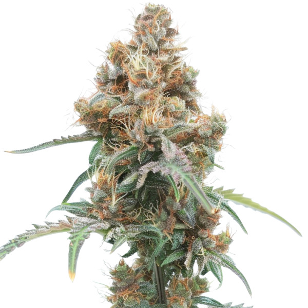 Ice Cream Cake Auto