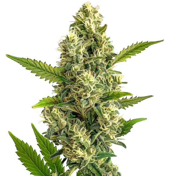 Jack Herer