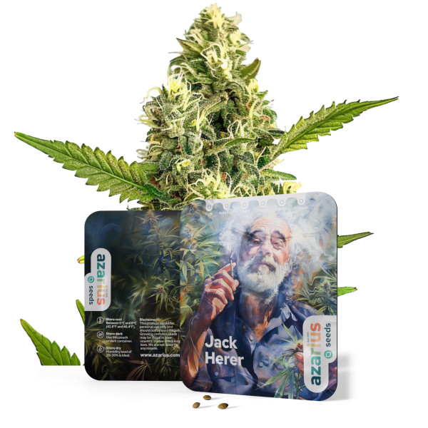Jack Herer | Cannabissamen von Azarius