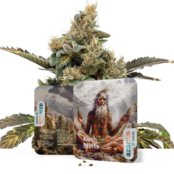 Kush Mints | Cannabissamen von Azarius