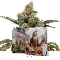 Kush Mints Auto | Cannabissamen von Azarius