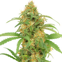 Lemon Haze | Cannabissamen von Azarius