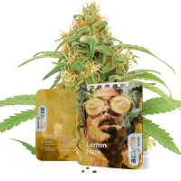 Lemon Haze Auto | Cannabissamen von Azarius