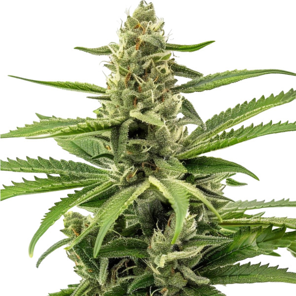 Northern Lights