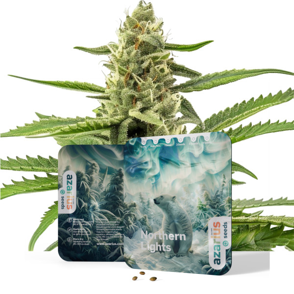 Northern Lights | Cannabissamen von Azarius