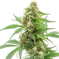 Pineapple Express | Cannabissamen von Azarius
