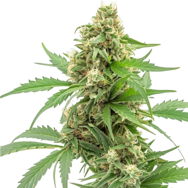 Pineapple Express Auto