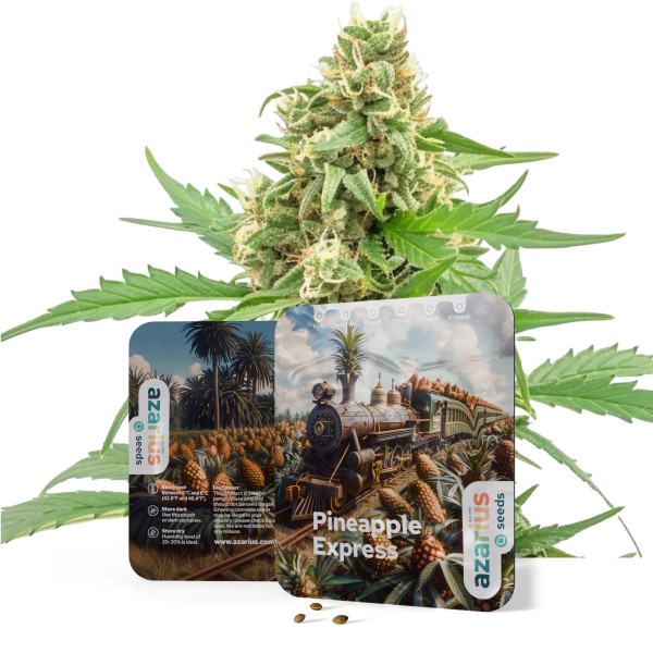 Pineapple Express Auto | Cannabissamen von Azarius