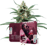 Pink Rozay Auto | Cannabissamen von Azarius