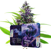 Purple Haze Auto | Cannabissamen von Azarius