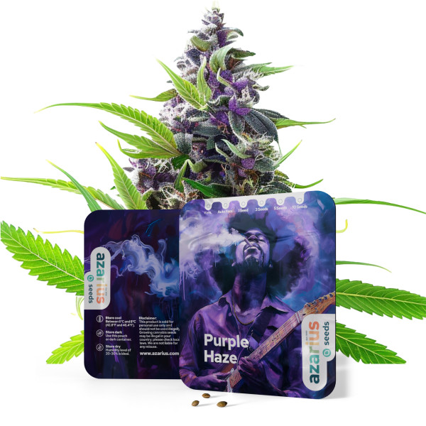 Purple Haze Auto | Cannabissamen von Azarius