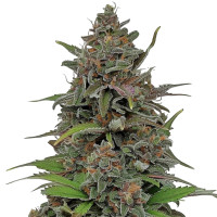 Rainbow Driver – Cannabissamen von Azarius