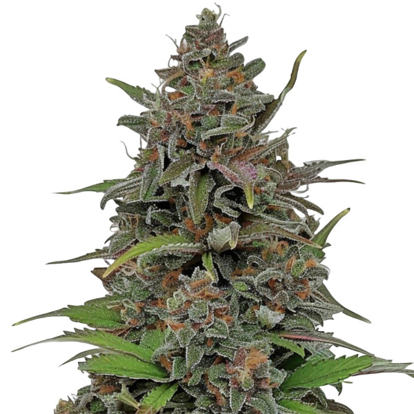 Rainbow Driver Auto