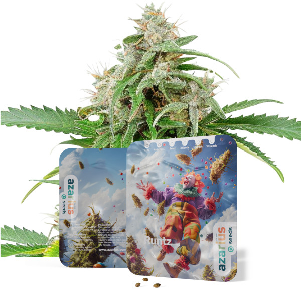 Runtz | Cannabissamen von Azarius