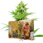 Sour Diesel Sour Diesel
