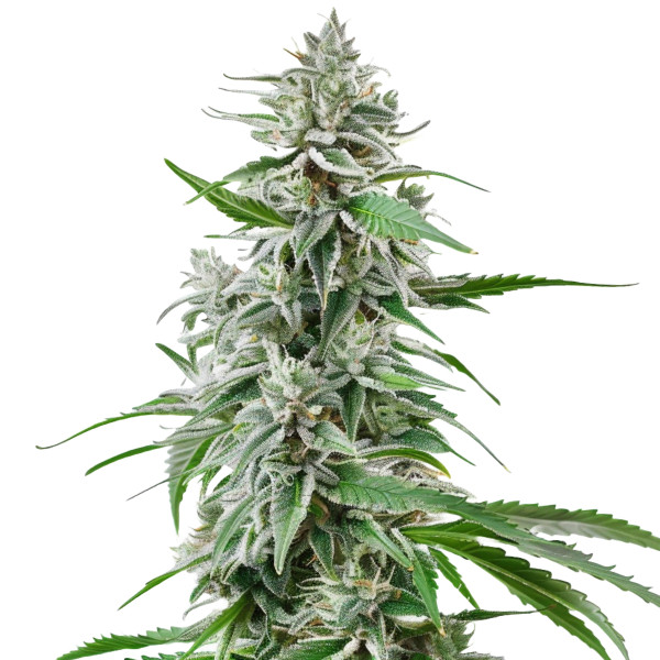 Sunset Sherbet