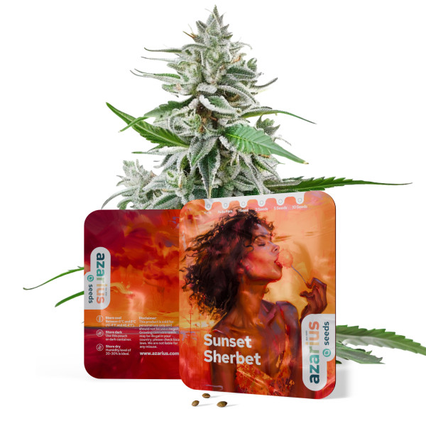 Sunset Sherbet | Cannabissamen von Azarius